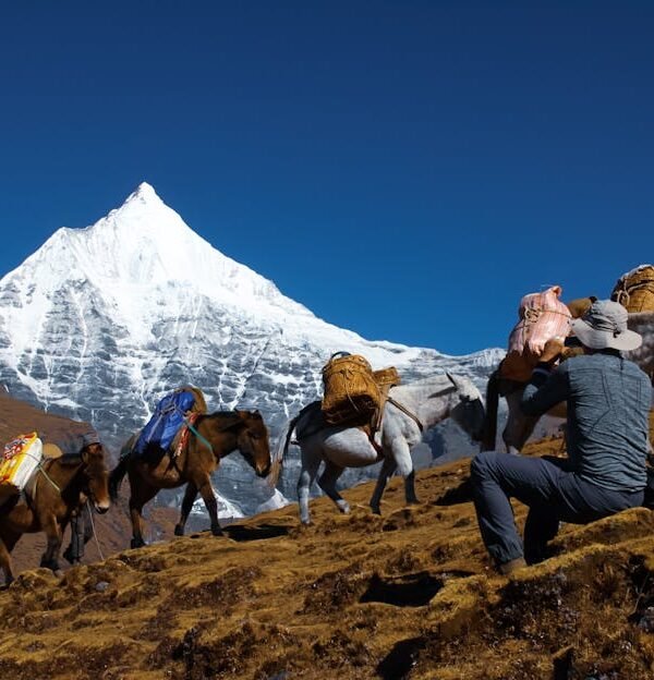 A hiker with pack horses traverses the rugged terrain against a backdrop of a snowy mountain peak in Bhutan.