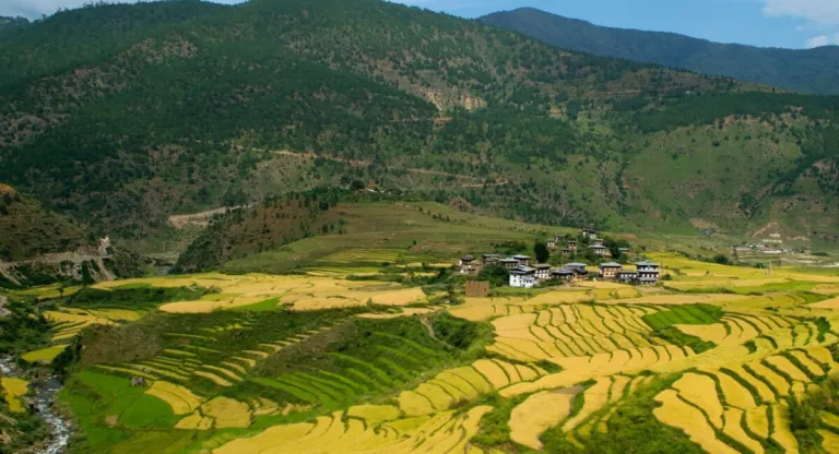 Chimi Lhakhang temple above rice fields near Punakha