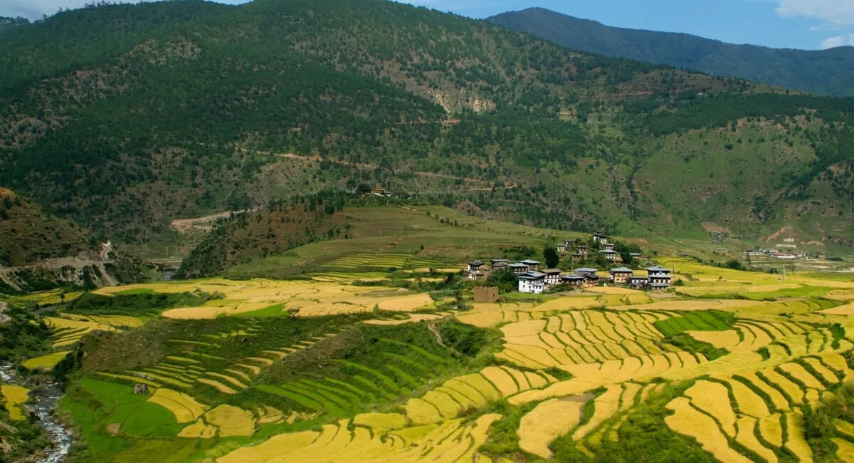 Chimi Lhakhang temple above rice fields near Punakha