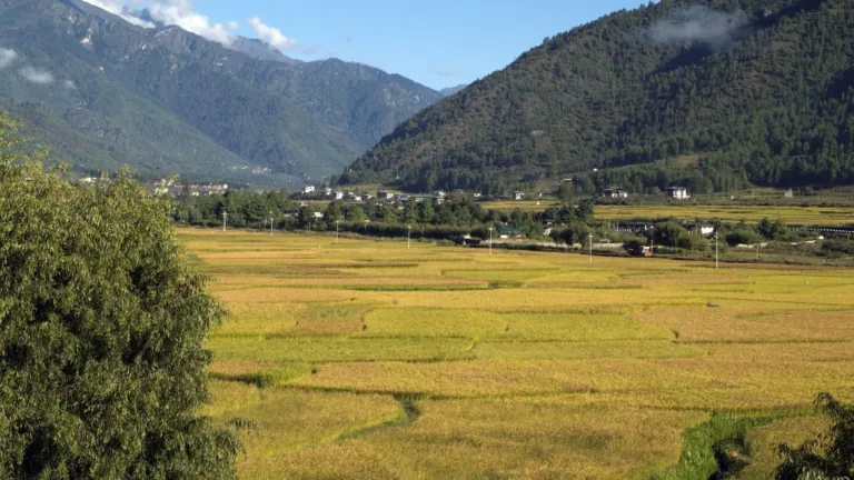 Ripening rice fields in the Paro valley below forested mountains
